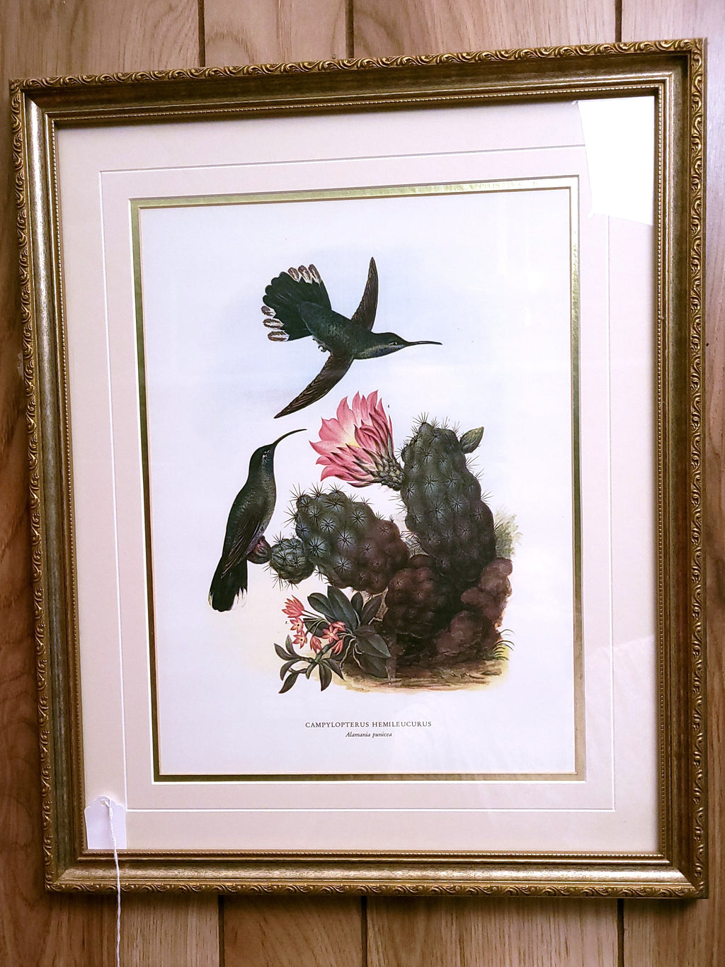 Hummingbird and Cactus Print