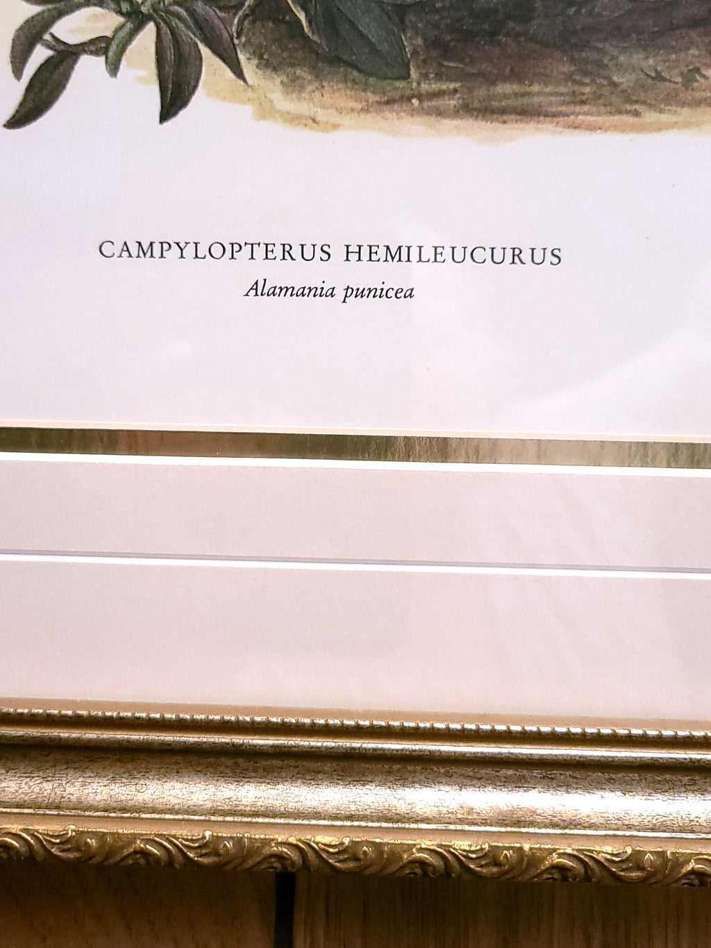 Hummingbird and Cactus Print