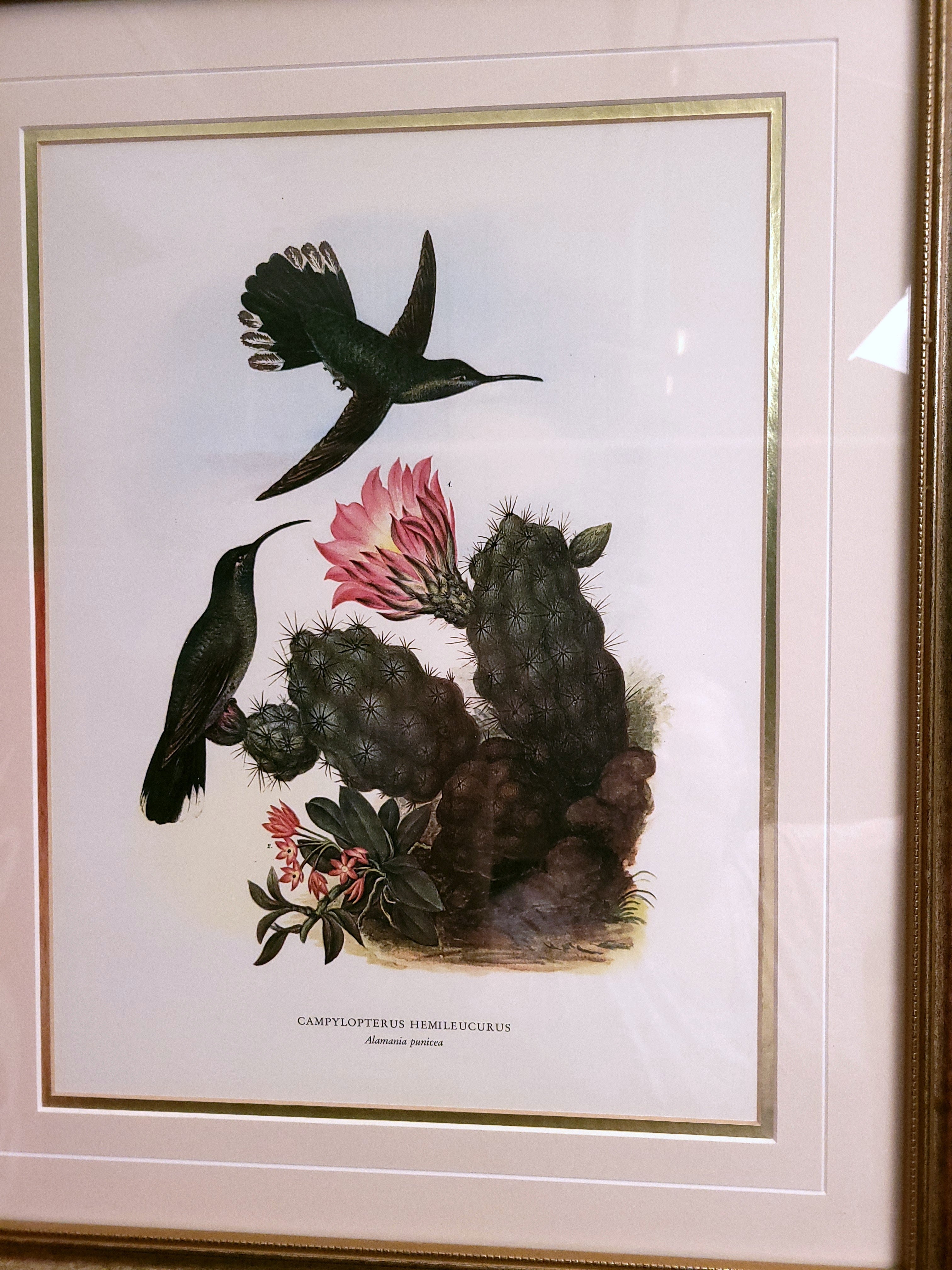 Hummingbird and Cactus Print