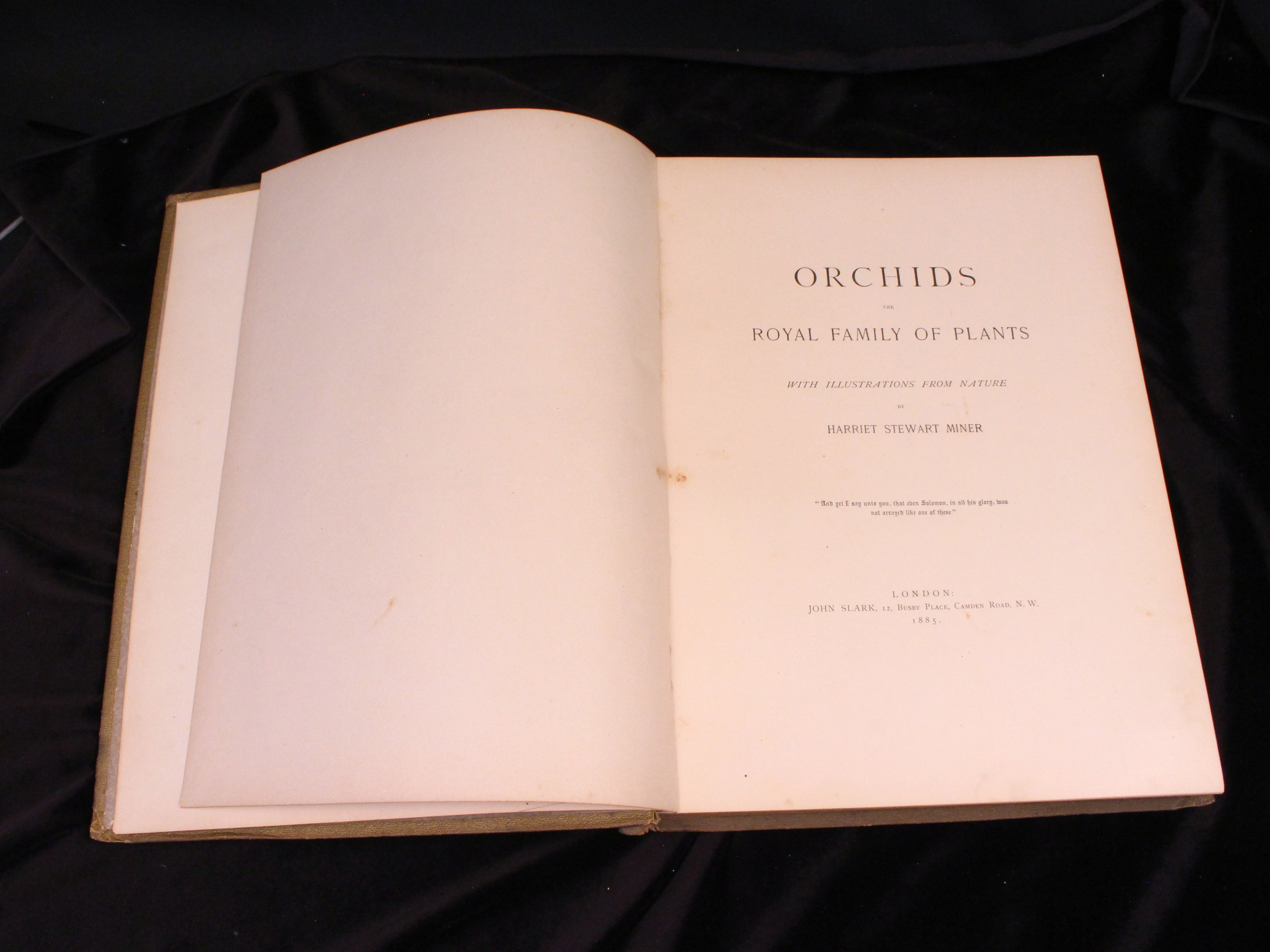 Orchids: The Royal Family of Plants