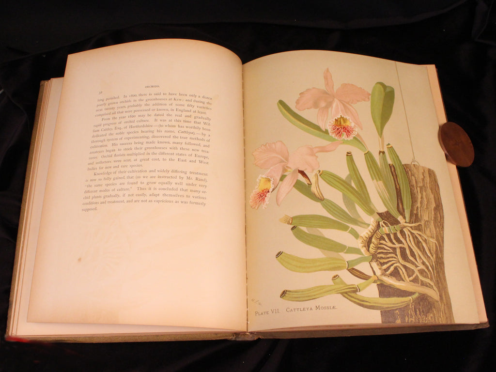 Orchids: The Royal Family of Plants