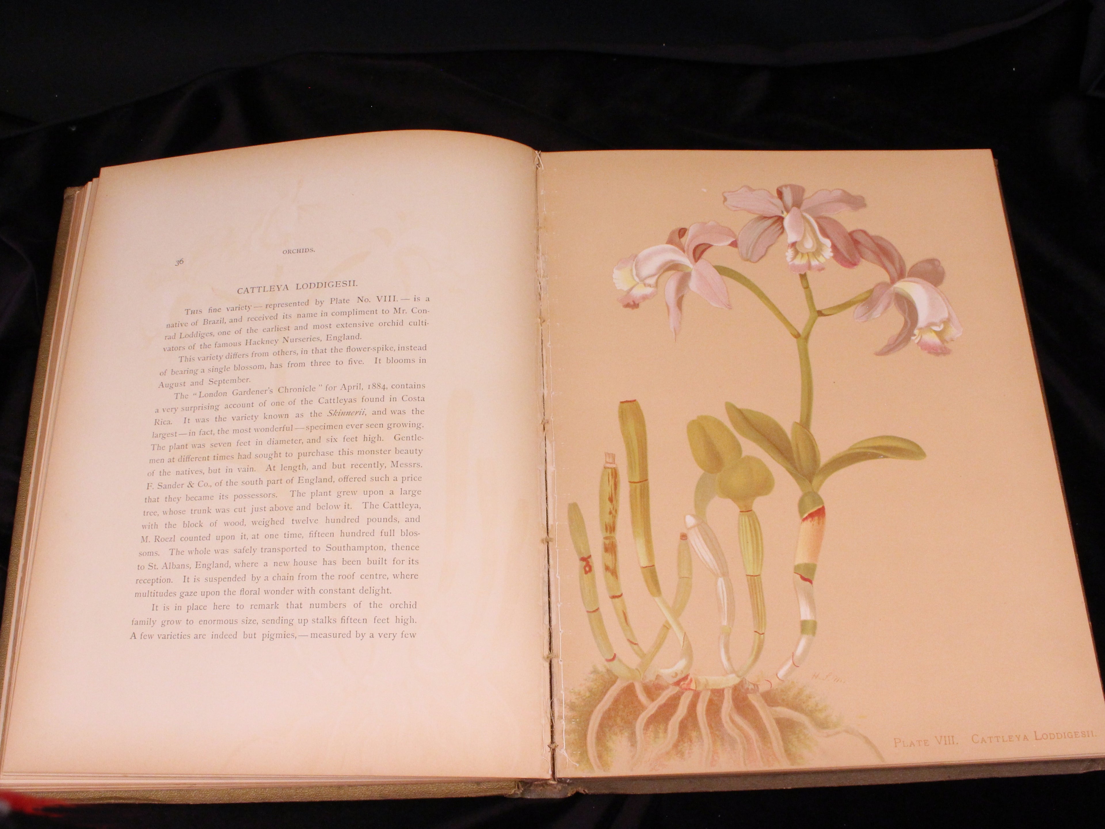 Orchids: The Royal Family of Plants