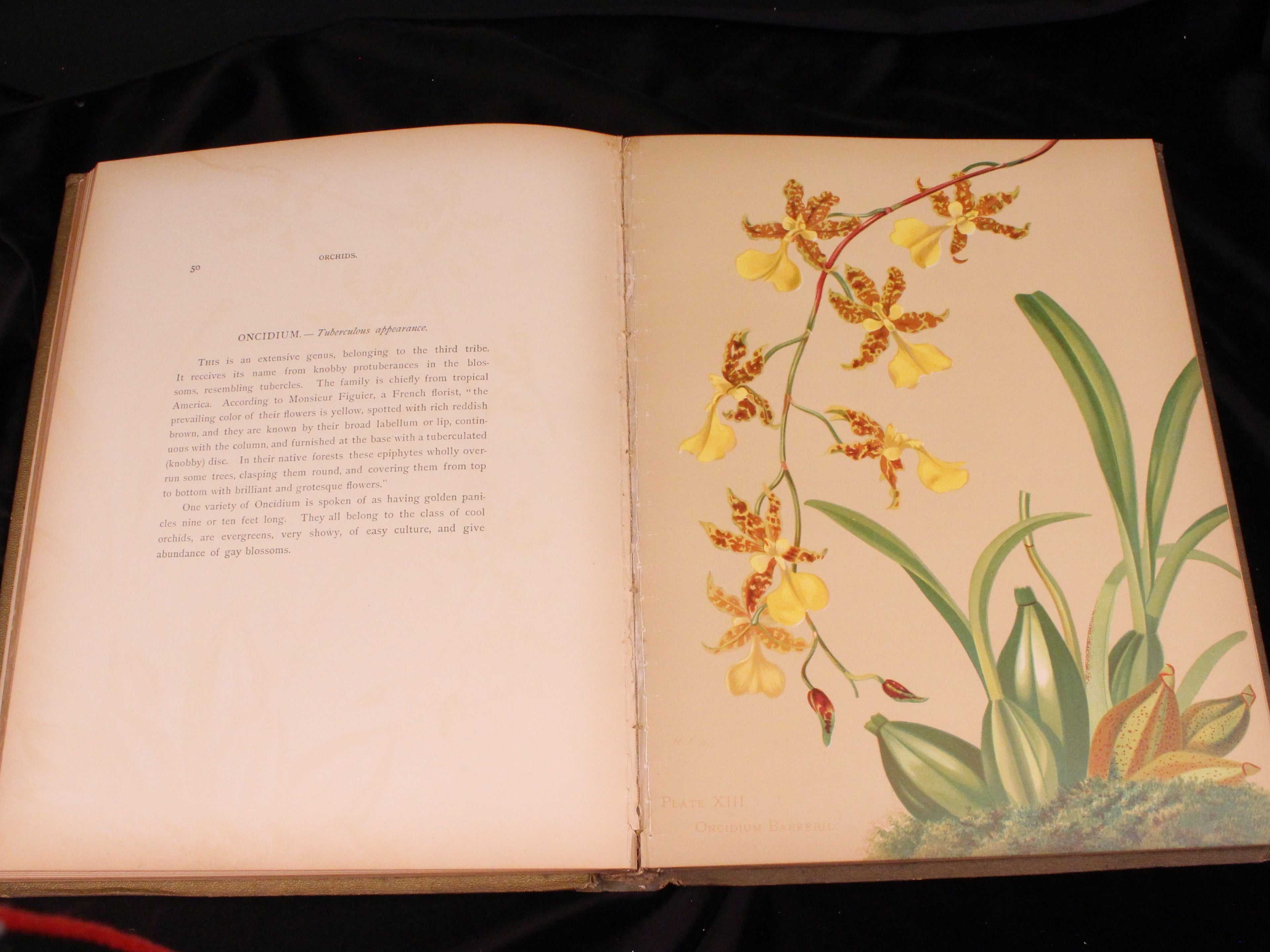 Orchids: The Royal Family of Plants