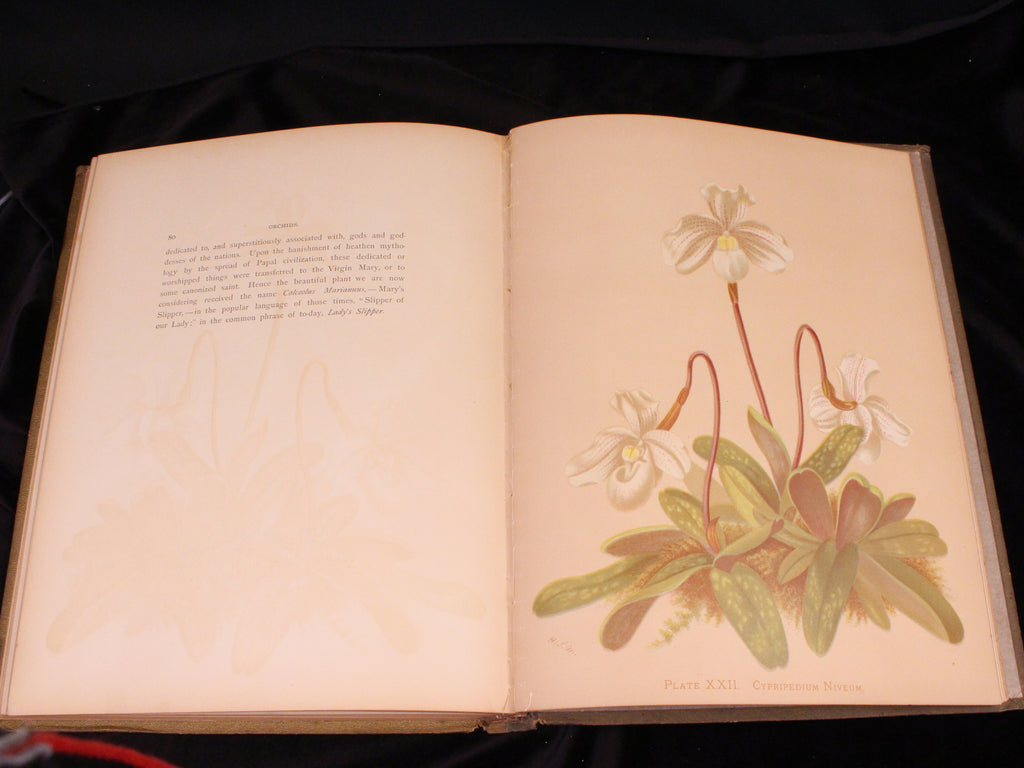 Orchids: The Royal Family of Plants